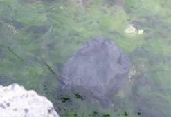 Marmara denizi için uyarı: Yıllardır yoğun kirlilik baskısı altında