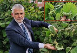 İki aydır yağışların etkili olduğu Karadeniz’de fındıkta ‘külleme hastalığı’