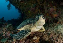 110 milyon yıldır yaşayan deniz kaplumbağalarının son 50 yıldır nesilleri tehlikede