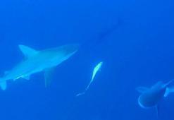 Akdeniz'deki köpek balığı popülasyonu yüzde 97 azaldı