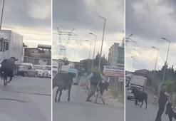 Ataşehir'de kurbanlıklar kaçtı sahipleri kovaladı