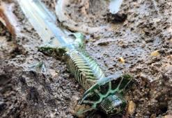 Almanya’da 3 bin yıllık bronz kılıç bulundu