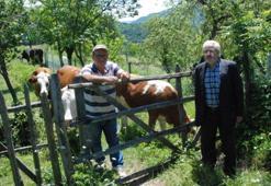 Bartın’da şap hastalığı nedeniyle hayvan pazarları kapatıldı