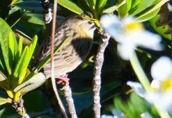 ‘Dağ horozu’ gözleminde ‘çekirge kamışçını’ Türkiye’de ilk kez objektiflere yakalandı