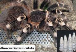 Kargo paketinde cam tüpler içinde 76 tarantula ele geçirildi