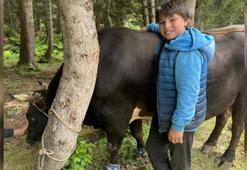 11 yaşındaki Doruk, 630 kiloluk boğası ile güreşe katıldı