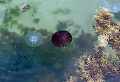 ‘Marmara'da denizanalarının artmasının nedeni kirlilik’