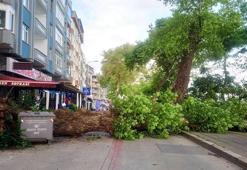 Düzce'de asırlık tescilli çınar, yola devrildi