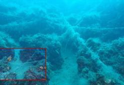 Deniz canlıları için doğal resiflerde 'paraketa misinası' tehlikesi