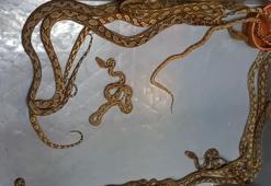 Kapıkule’de 28 piton yılanı ele geçirildi