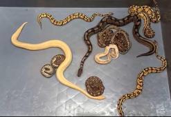 Kapıkule’de 28 piton yılanı ele geçirildi