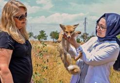 7 ilde bitkin veya yaralı bulunan nesli tehlikedeki hayvanlar, Diyarbakır’da tedavi ediliyor