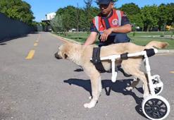 Jandarma, felçli köpeğe yürüteç yaptı