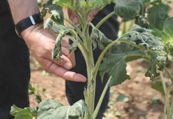 Edirne'de 5 bin dekar ekili alan doludan zarar gördü