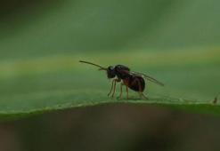 Karadeniz'de 'katil arı'ya karşı yapışkanlı tuzaklar devrede