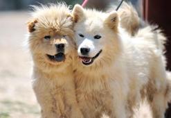 Terk edilen farklı cins 20 evcil köpeğe yuva aranıyor