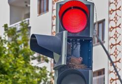 Tamir için kapağı açık bırakılan sarı trafik ışığına kumru yuva yaptı