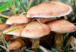 Mantar zehirlenmeleri artıyor; 16 saat sonra belirti veriyor