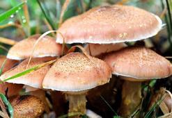 Mantar zehirlenmeleri artıyor; 16 saat sonra belirti veriyor