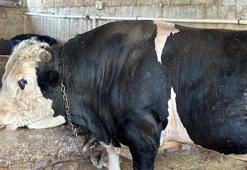 Adana'da 1,1 tonluk Paşa, 200 bin liraya alıcı bekliyor