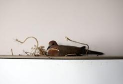 Kuşların yuva yaptığı evlerde, bit ve akar riski