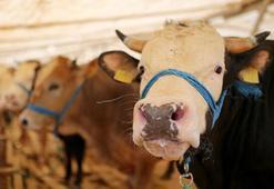 Kurban derilerinden ekonomiye 10 milyar liralık katkı bekleniyor