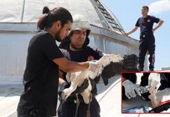 Cami kubbesindeki yuvasından düşen yavru leylek kurtarıldı