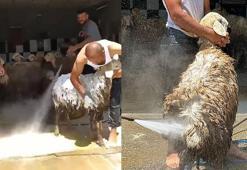 Kurbanlıkları basınçlı su ve oto şampuanıyla yıkadılar