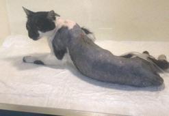 Zonguldak’ta havalı tüfekle vurulan kedi felç oldu