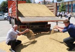 Eskişehir’de çiftçinin yüzü yağışlarla güldü