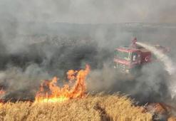 Batman'da 350 dönüm ekili buğday kül oldu