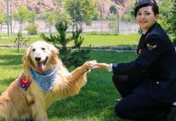 Uyuşturucu Madde Arama Köpeği 'Altın', emekli oldu