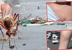 İstanbul'da sivrisinek tedirginliği