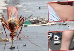 İstanbul'da sivrisinek tedirginliği