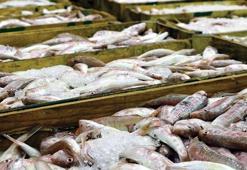 Denizlerde avlanan balık miktarı 4 yılda yüzde 32 azaldı