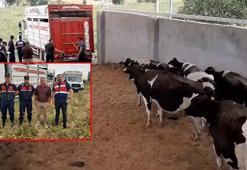 Çalıştığı çiftlikteki 28 büyükbaşı çalıp sattı