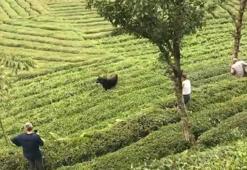 Rize'de kaçan boğa sakinleştirici iğne ile yakalandı