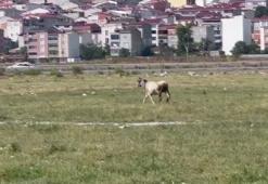 Avcılar'da kurbanlık 7 tosun kaçtı