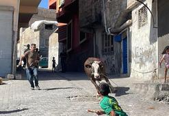 Kaçan kurbanlık boğa, 2 saatlik uğraşla yakalanabildi