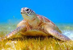 Tatilcilere, 'Carettalara dokunmayın' uyarısı