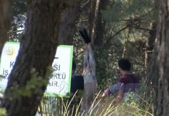 Sarıyer'de ormanda kaçak kesimler