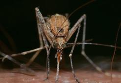 Araştırma: Isıran sinekler mavi rengi seviyor çünkü yiyecek sanıyorlar