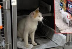 'Beline çivi çakıldı' denilen kedinin, kalçasındaki metal çivi çıkmış