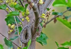 Profesörden karayılan uyarısı; zehirlileri yer, zararsızdır, öldürmeyin