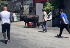 Başakşehir ve Sultangazi'de kurbanlıklar kaçtı