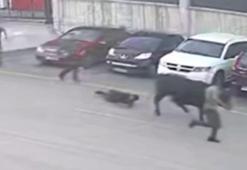 Erzurum'da kaçan boğa, tamirhanede yakalandı