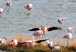 Yalova'daki Hersek Lagünü'nde kuş türü sayısı 10 yılda 2,5 kat arttı