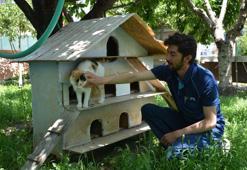 Postacının kedi sevgisi