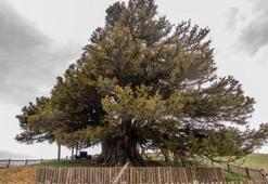 Yeni 53 tescil ile anıt ağaç sayısı 10 bin 506'ya yükseldi