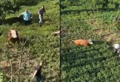 Kaçan kurbanlık boğa, sahiplerine zor anlar yaşattı